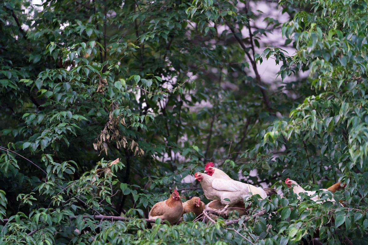 果园生态养殖（果园生态养殖地）