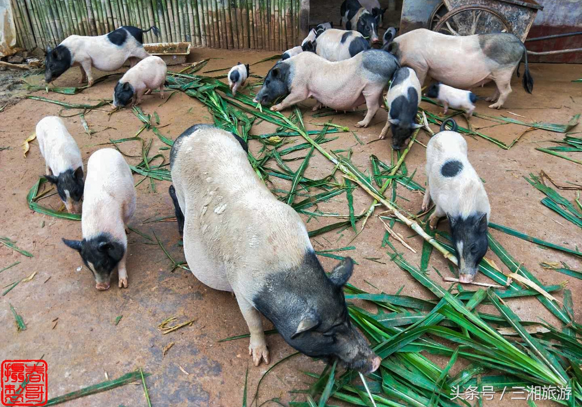 泉源生态农庄（绿源生态农庄）