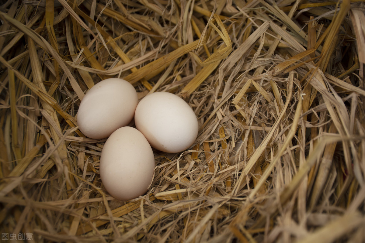 果园生态养殖（果园生态养殖地）