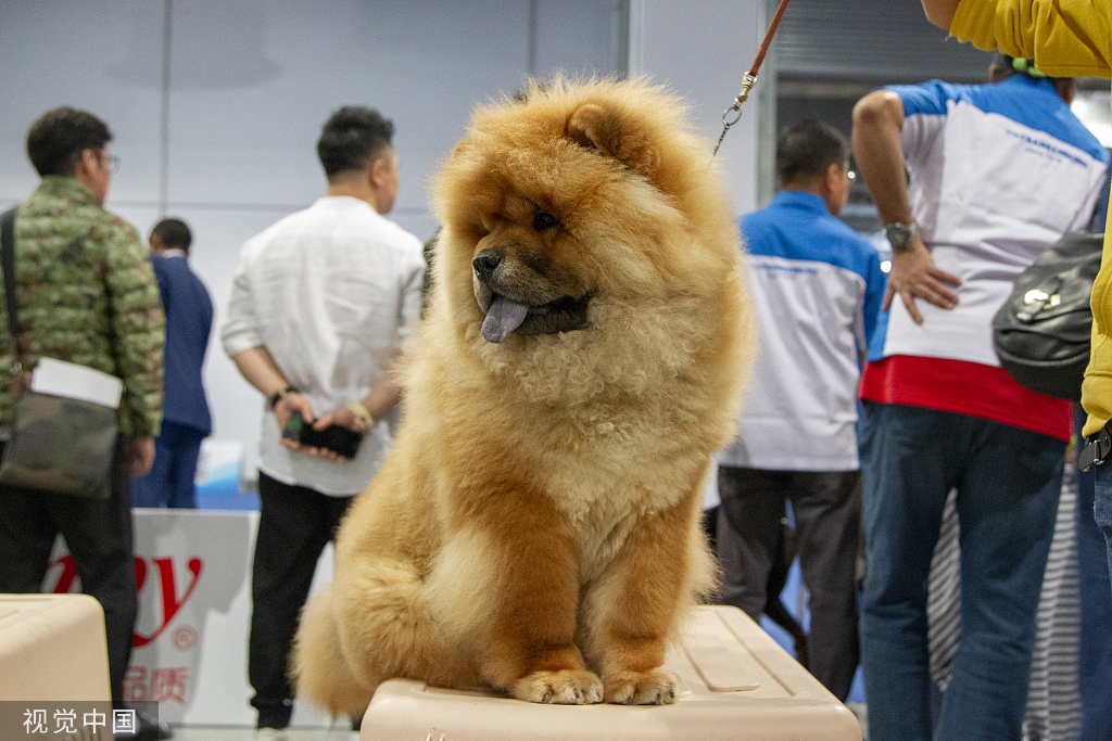 最大的宠物猫交易平台（最大的宠物交易平台猫咪）