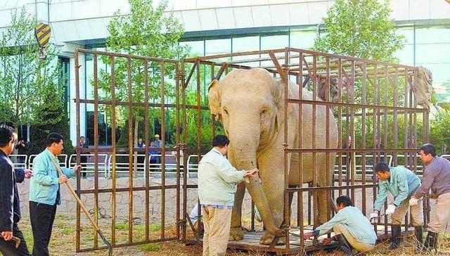 大象传媒软件下载（大象传媒软件下载苹果版）