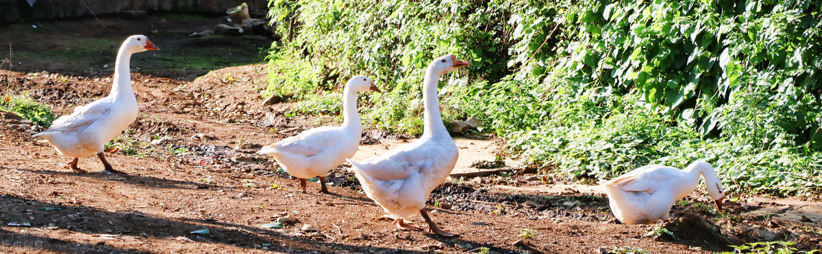 果园生态养殖（果园生态养殖地）