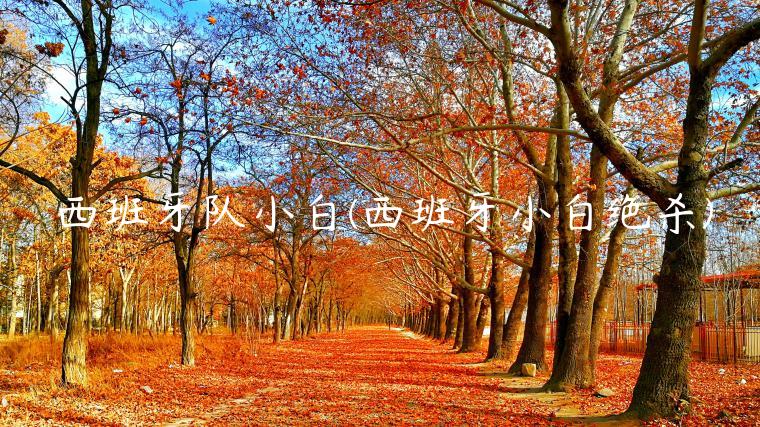 西班牙队小白(西班牙小白绝杀)