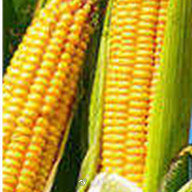 玉米亩产量一般多少斤（水稻亩产量一般多少斤）