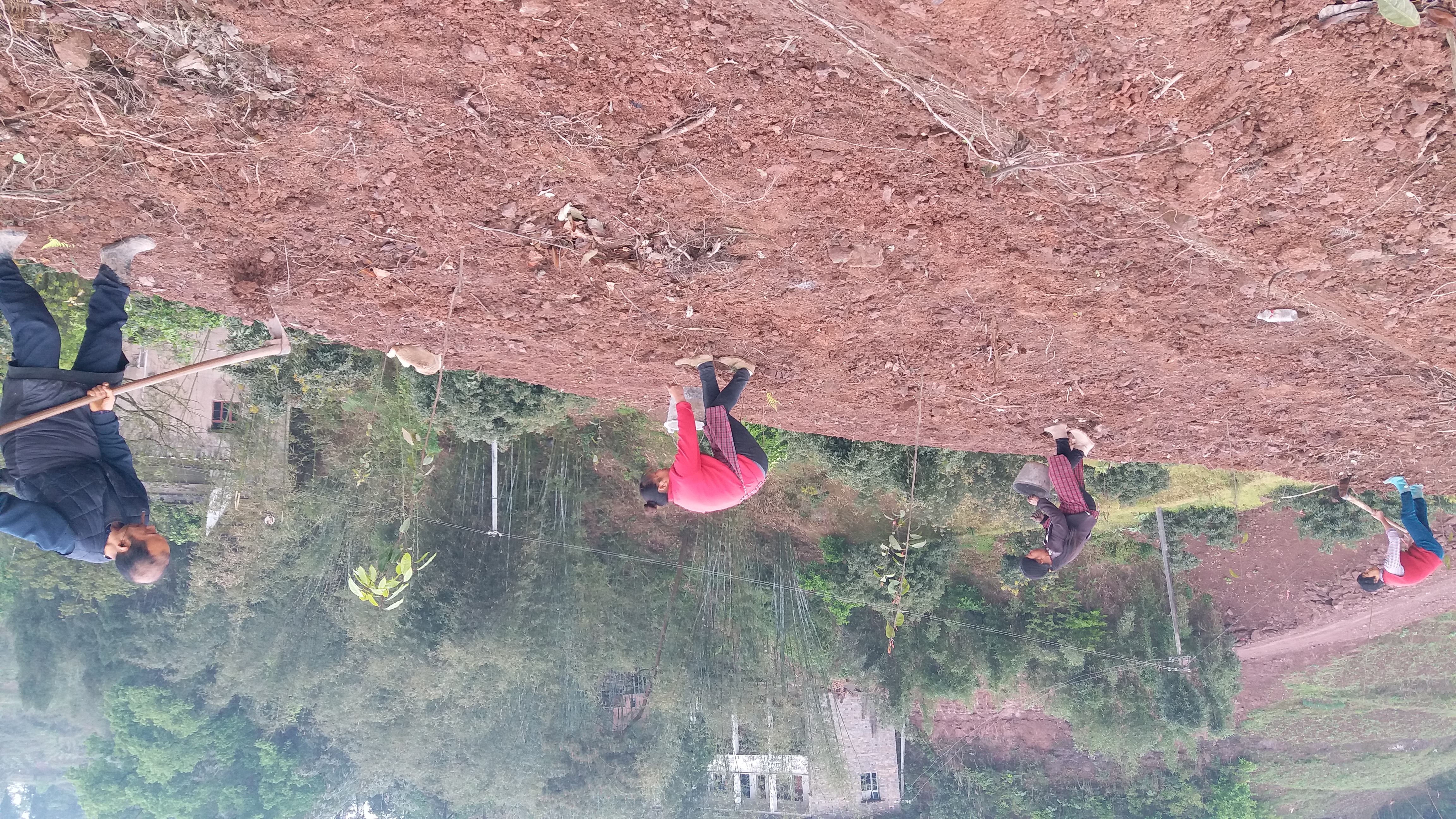 茶树油多少钱一斤（茶树油多少钱一斤）