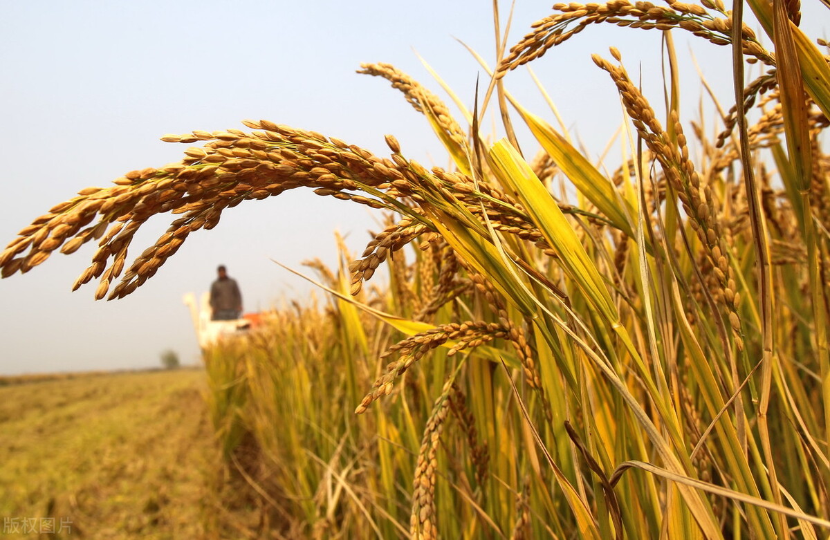 磷化工股票有哪些龙头（磷化工股票有哪些龙头股）
