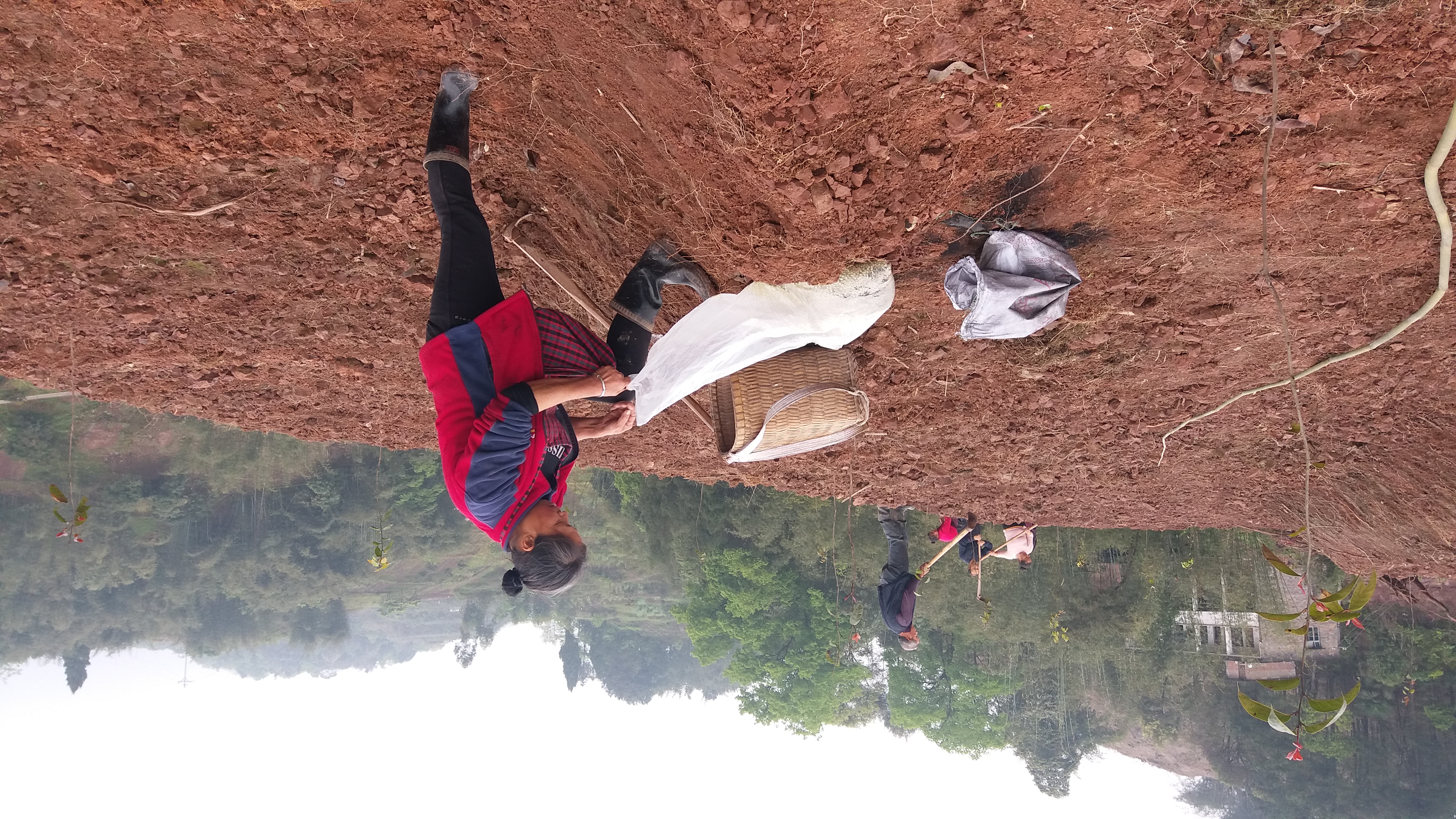 茶树油多少钱一斤（茶树油多少钱一斤）