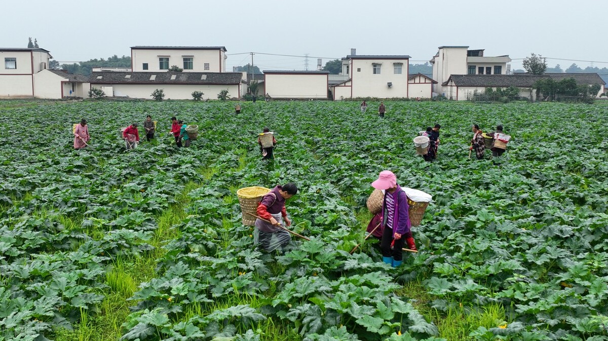 消费电子股票有哪些龙头股（消费电子上市公司龙头股）