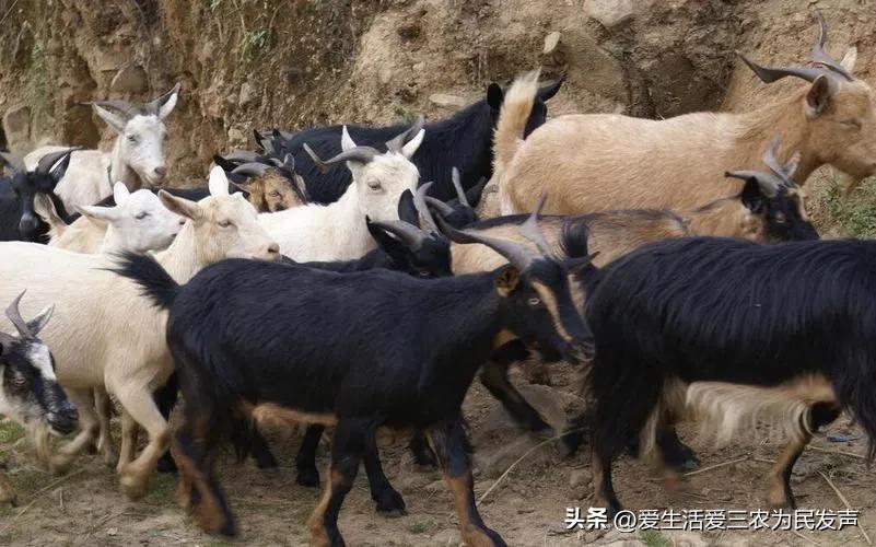 养殖业什么最赚钱农村（北方养殖业什么最赚钱农村）