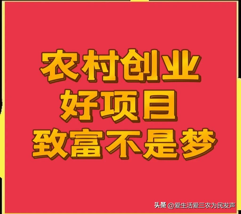 养殖业什么最赚钱农村（北方养殖业什么最赚钱农村）