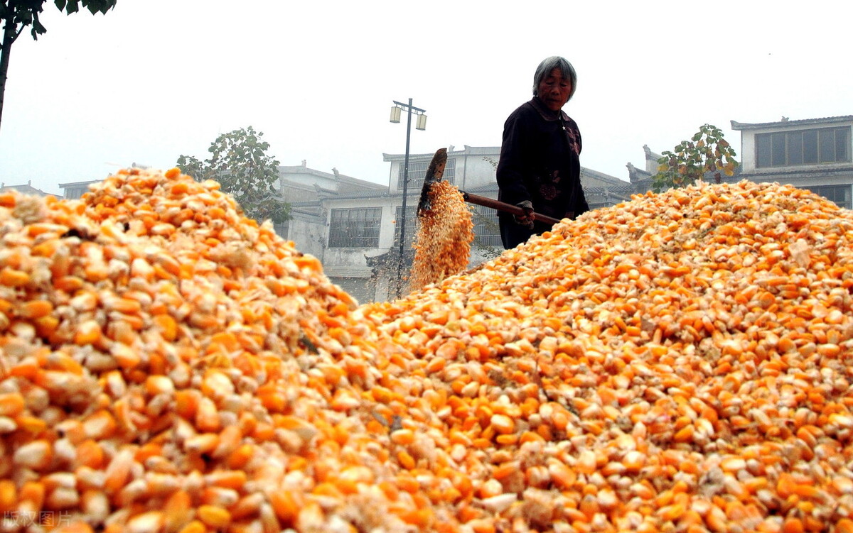 玉米加工（玉米加工厂）