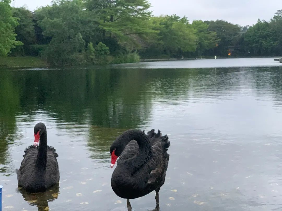 债券基金怎么收费（债券基金交易费用）