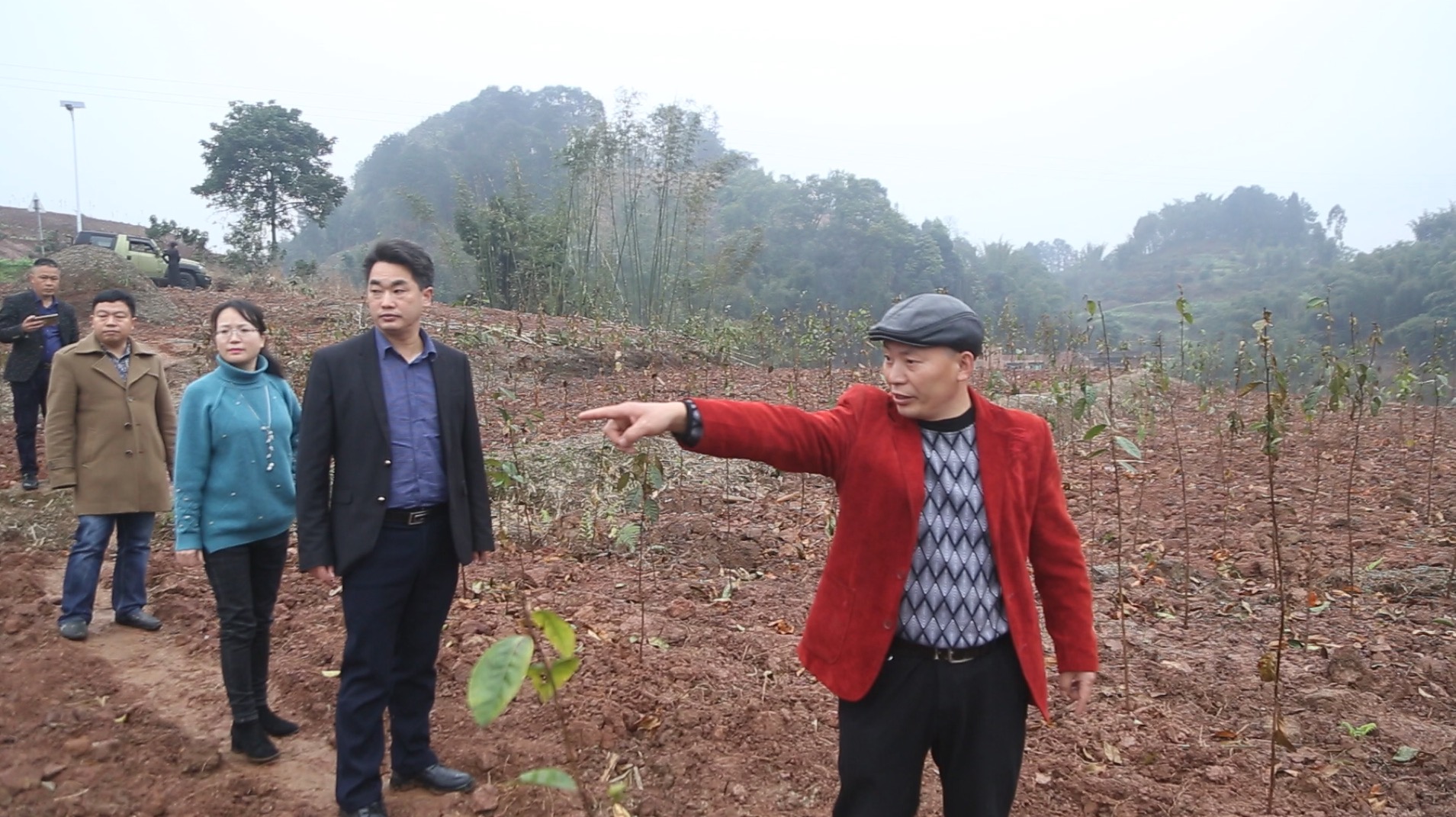 茶树油多少钱一斤（茶树油多少钱一斤）