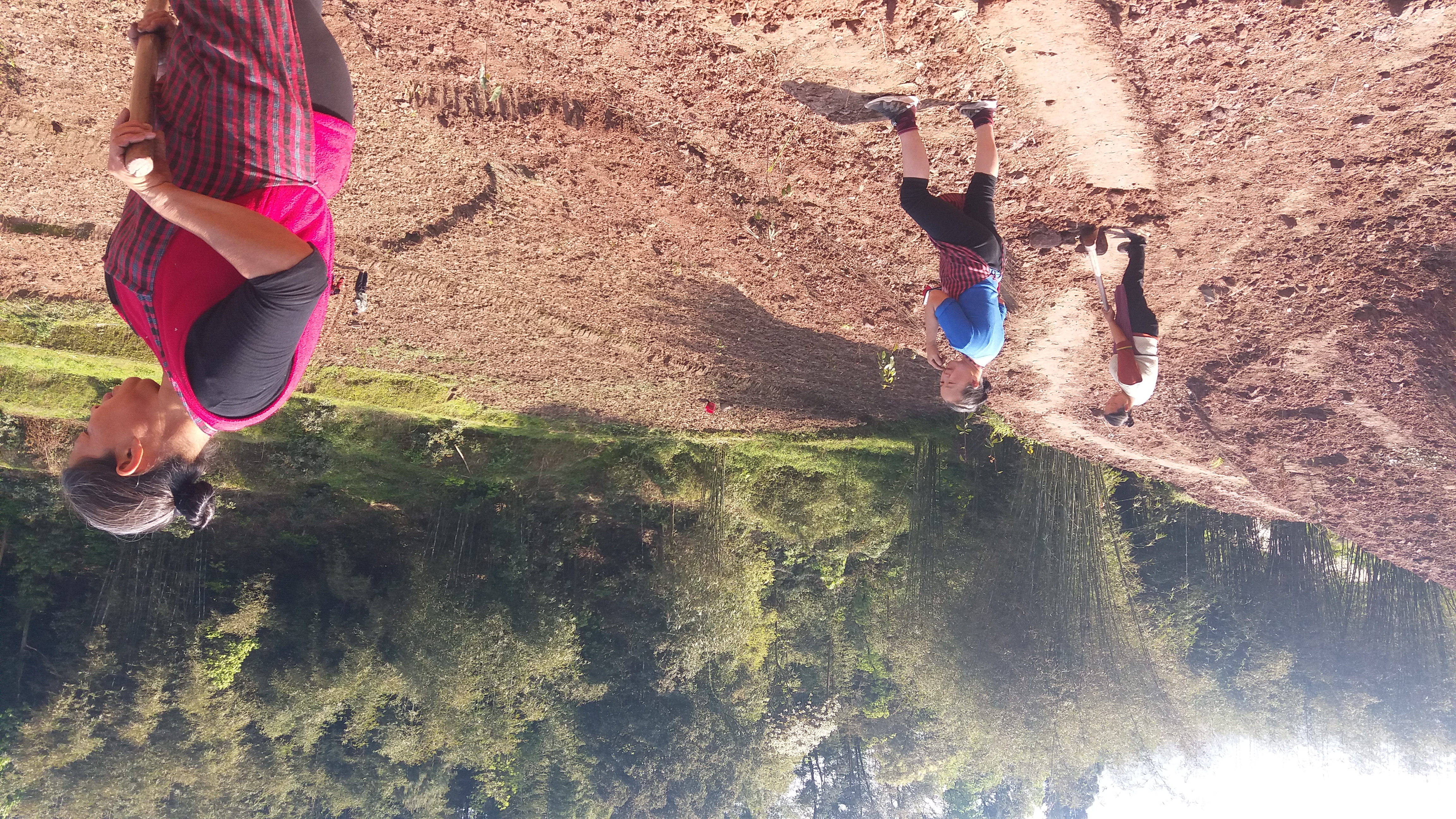 茶树油多少钱一斤（茶树油多少钱一斤）