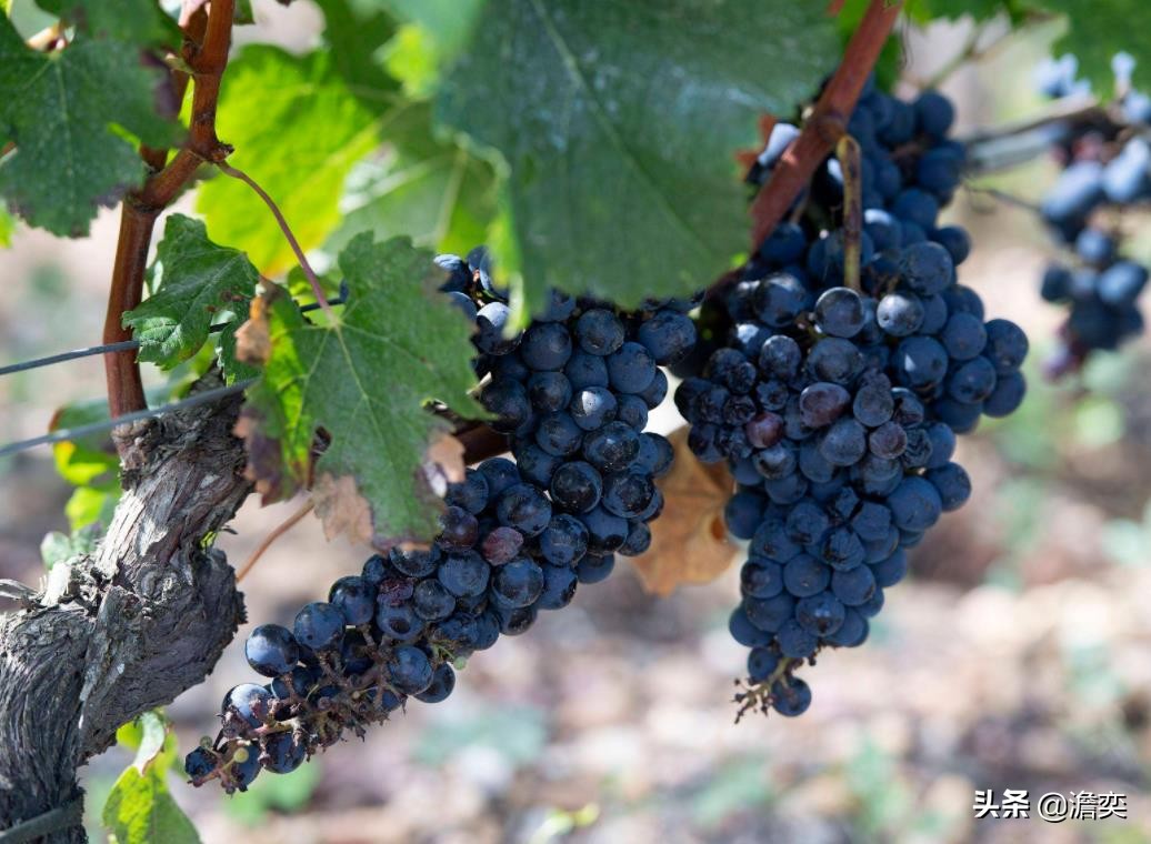 82年的拉菲红酒多少钱一瓶（82年拉菲红酒价格表图片）