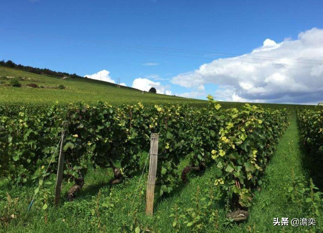 82年的拉菲红酒多少钱一瓶（82年拉菲红酒价格表图片）