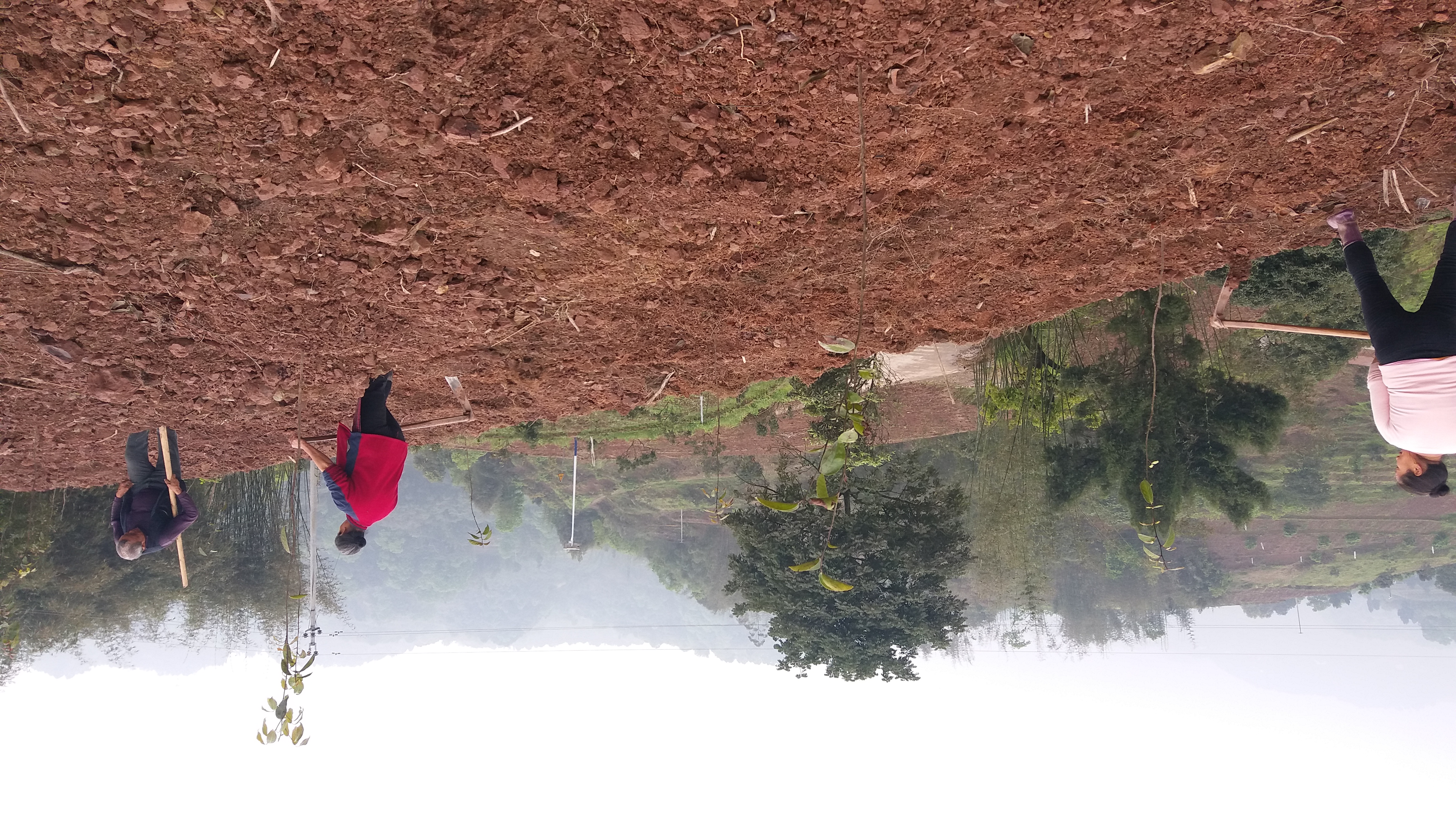 茶树油多少钱一斤（茶树油多少钱一斤）