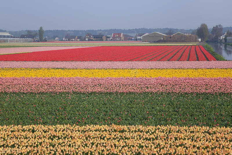 荷兰面积相当于中国哪个省市（荷兰总面积相当于中国哪个省）