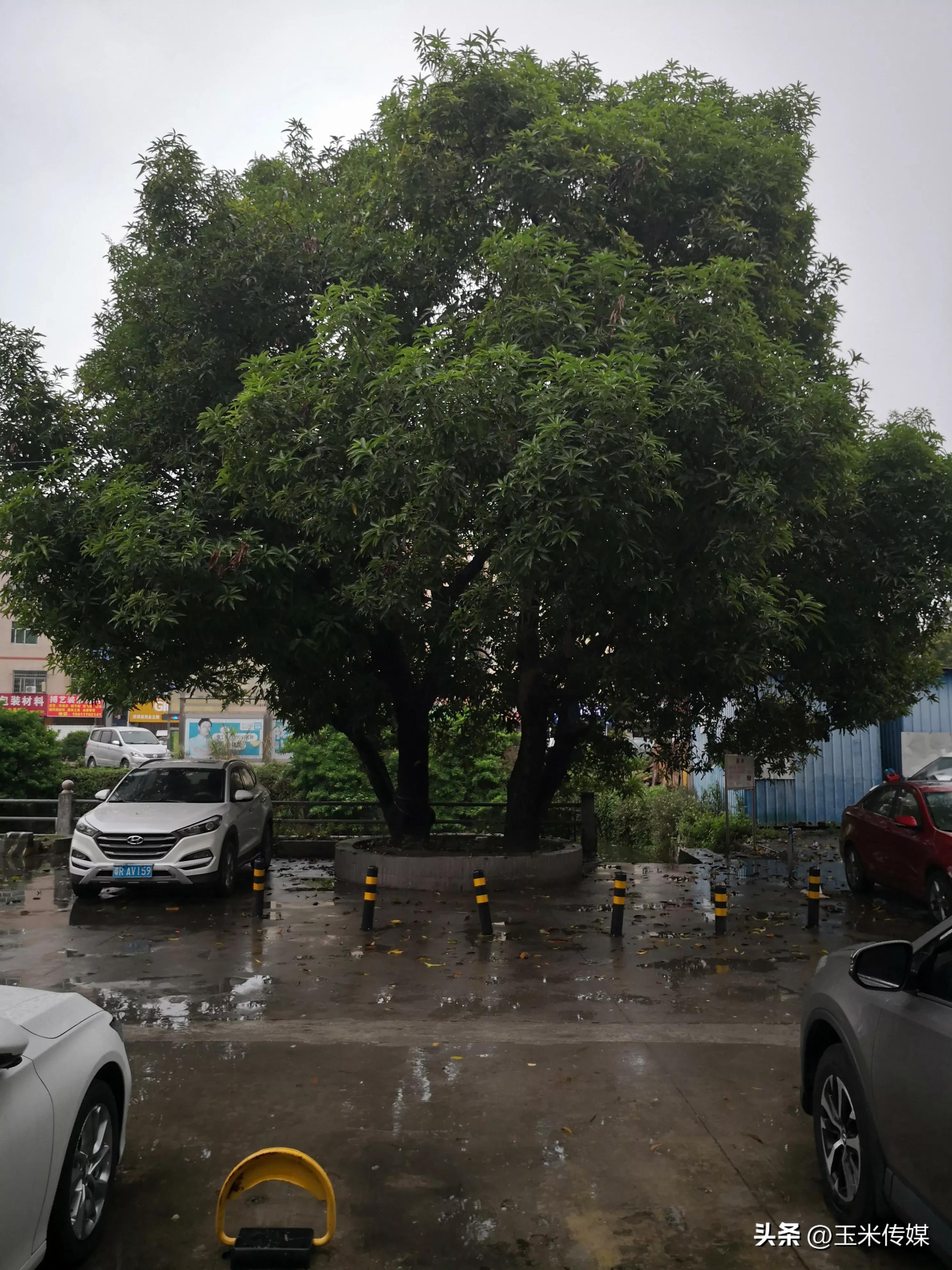 玉米传媒下载（玉米传媒 下载）