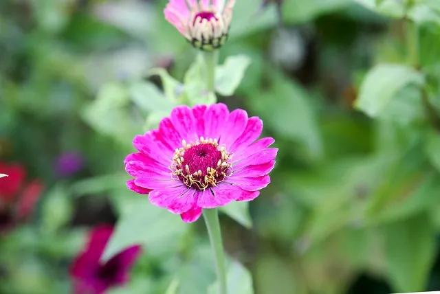 考基金从业资格证看什么书（考基金从业资格证看什么书籍）