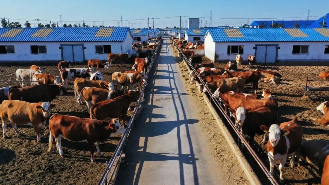 内蒙古玉米压片生产厂家（辽宁玉米压片生产商）