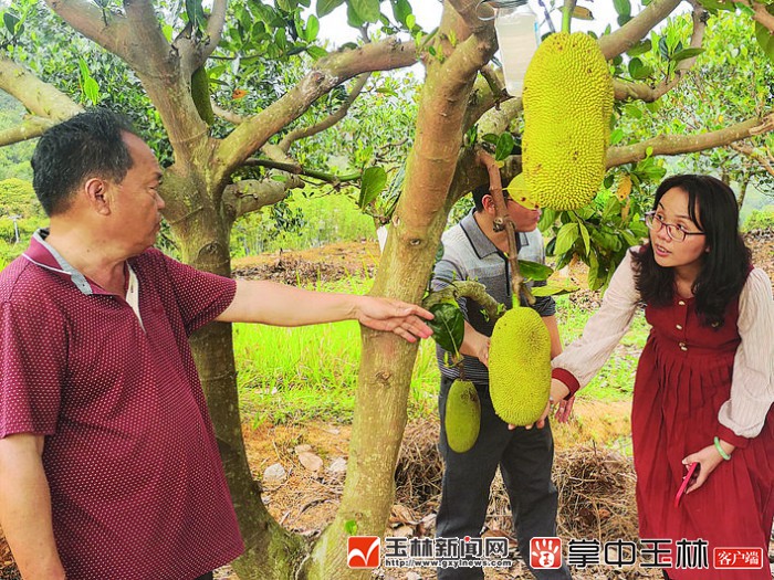 果园农场（果园农场游戏）