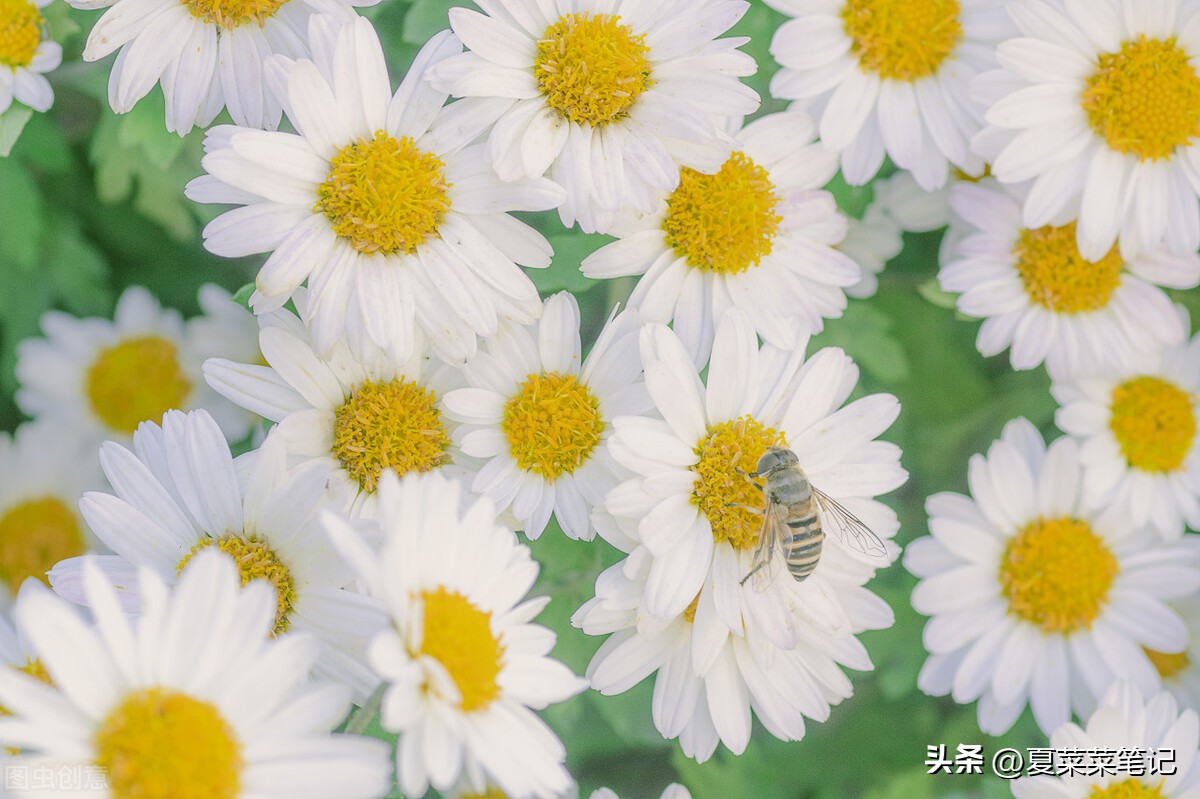 怎样在微视频上挣钱（微视视频怎么挣钱一天能挣多少）