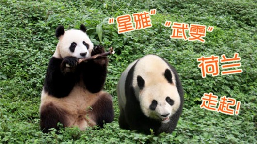 荷兰面积相当于中国哪个省市（荷兰总面积相当于中国哪个省）