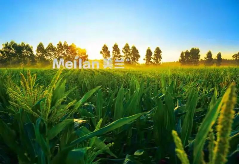 玉米深加工加盟办厂(鲜玉米加工厂加盟)插图5 玉米深加工加盟办厂(鲜玉米加工厂加盟)