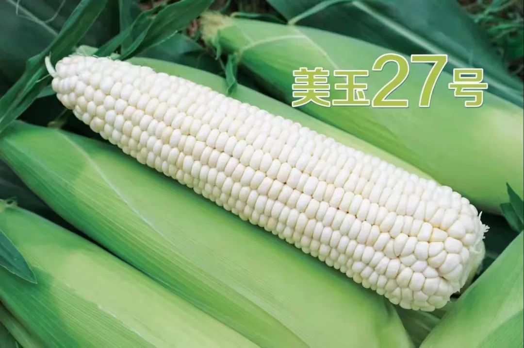 玉米深加工加盟办厂(鲜玉米加工厂加盟)插图3 玉米深加工加盟办厂(鲜玉米加工厂加盟)