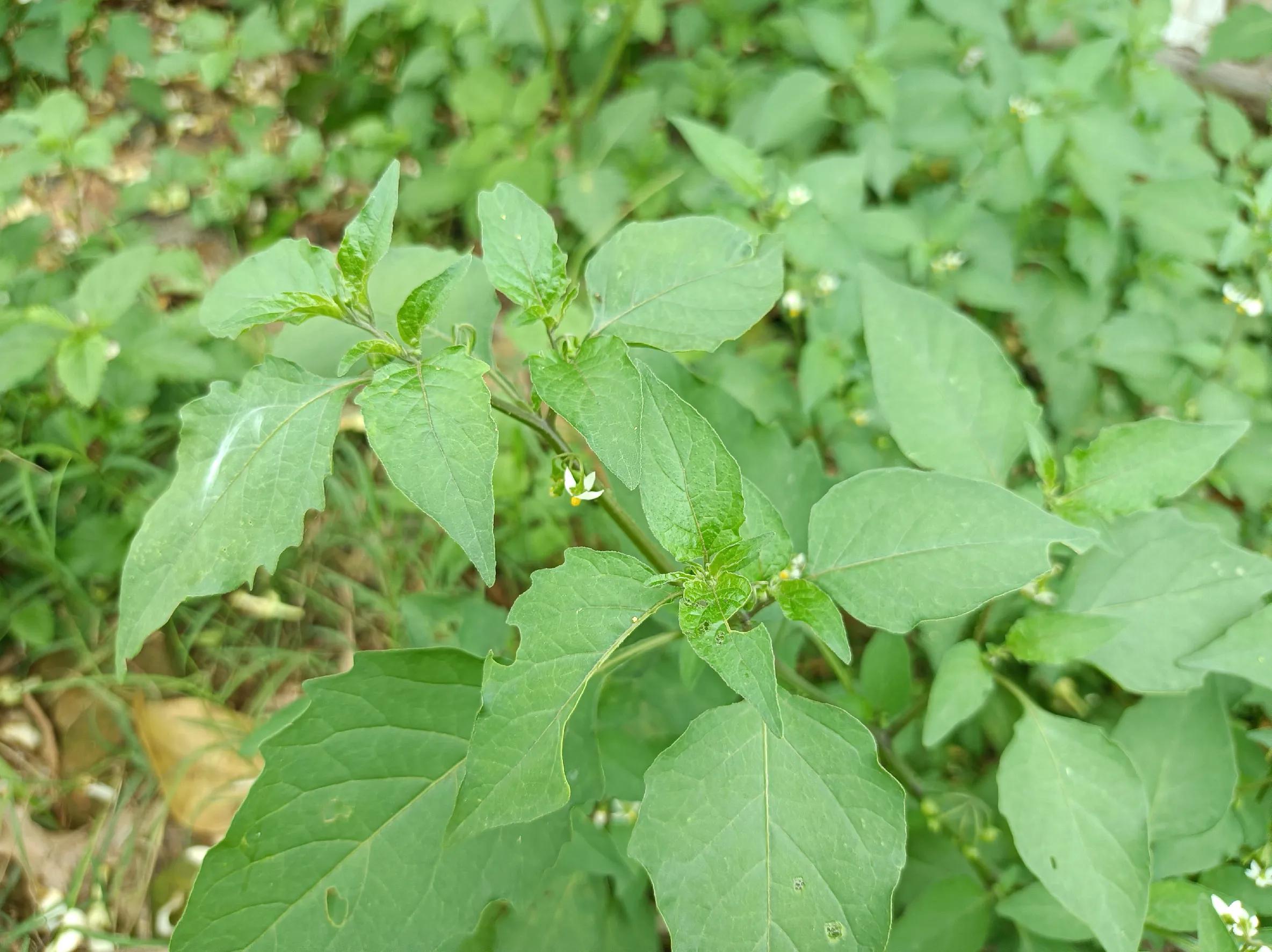 龙葵叶子食用方法（龙葵叶子食用方法 做菜）