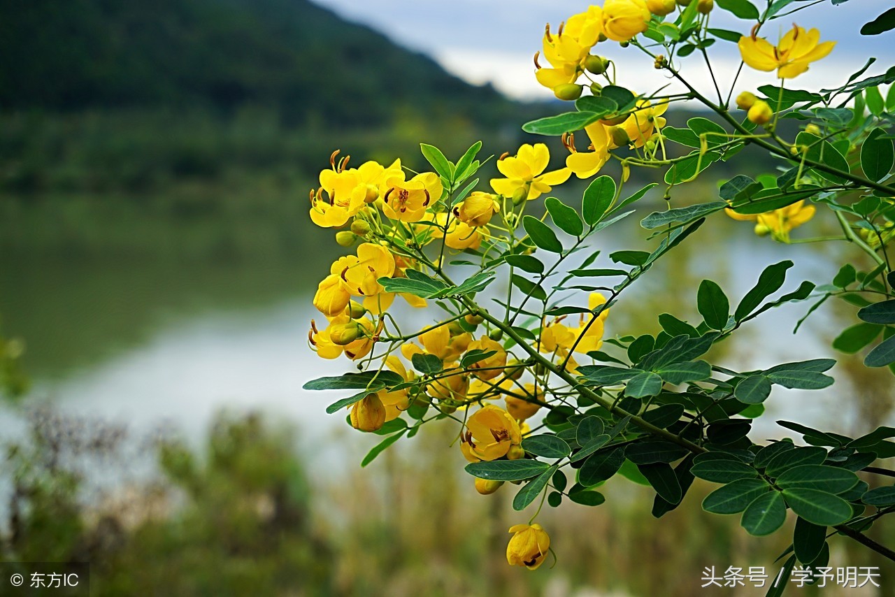 迟日江山丽的意思（迟日江山丽的意思三年级）