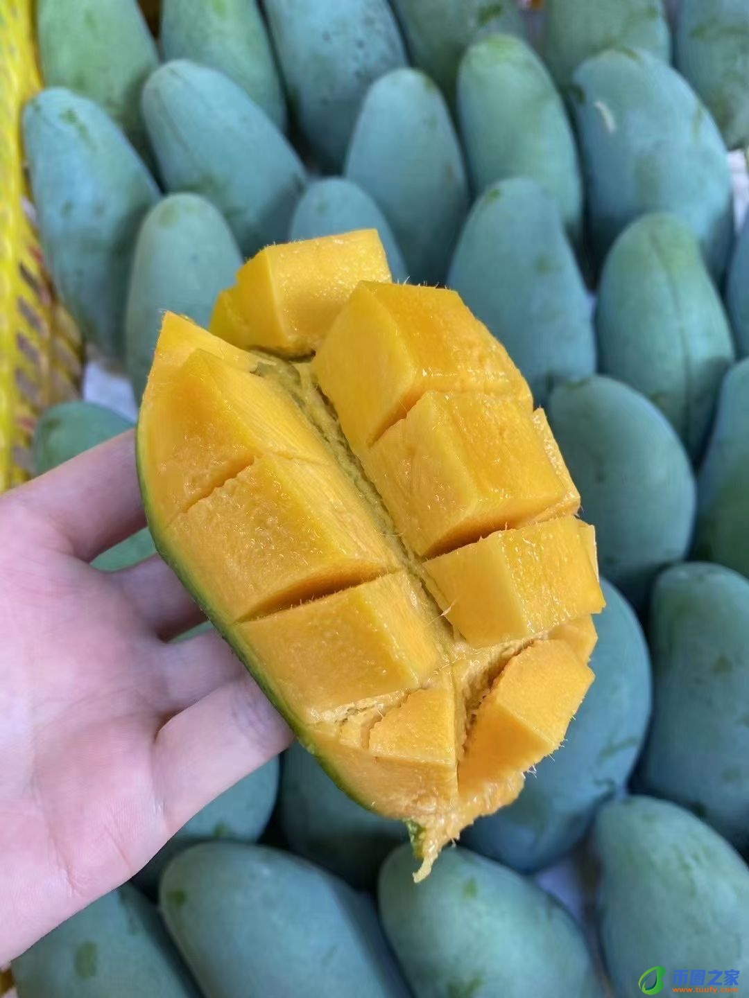 桂七芒果怎么算熟（桂七芒果如何判断生熟及保存方法）