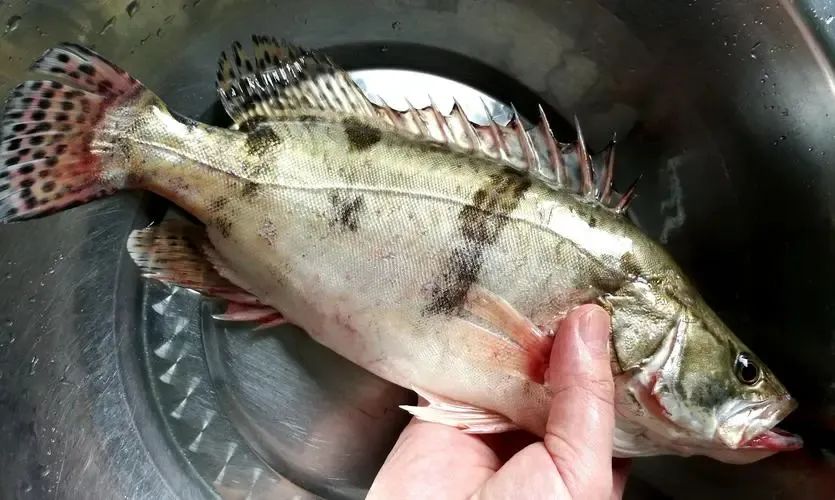 养殖业什么前景最好（现在农村养殖业什么前景最好）