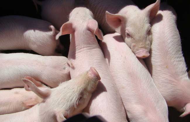 63年属什么生肖（63年属什么生肖配对）