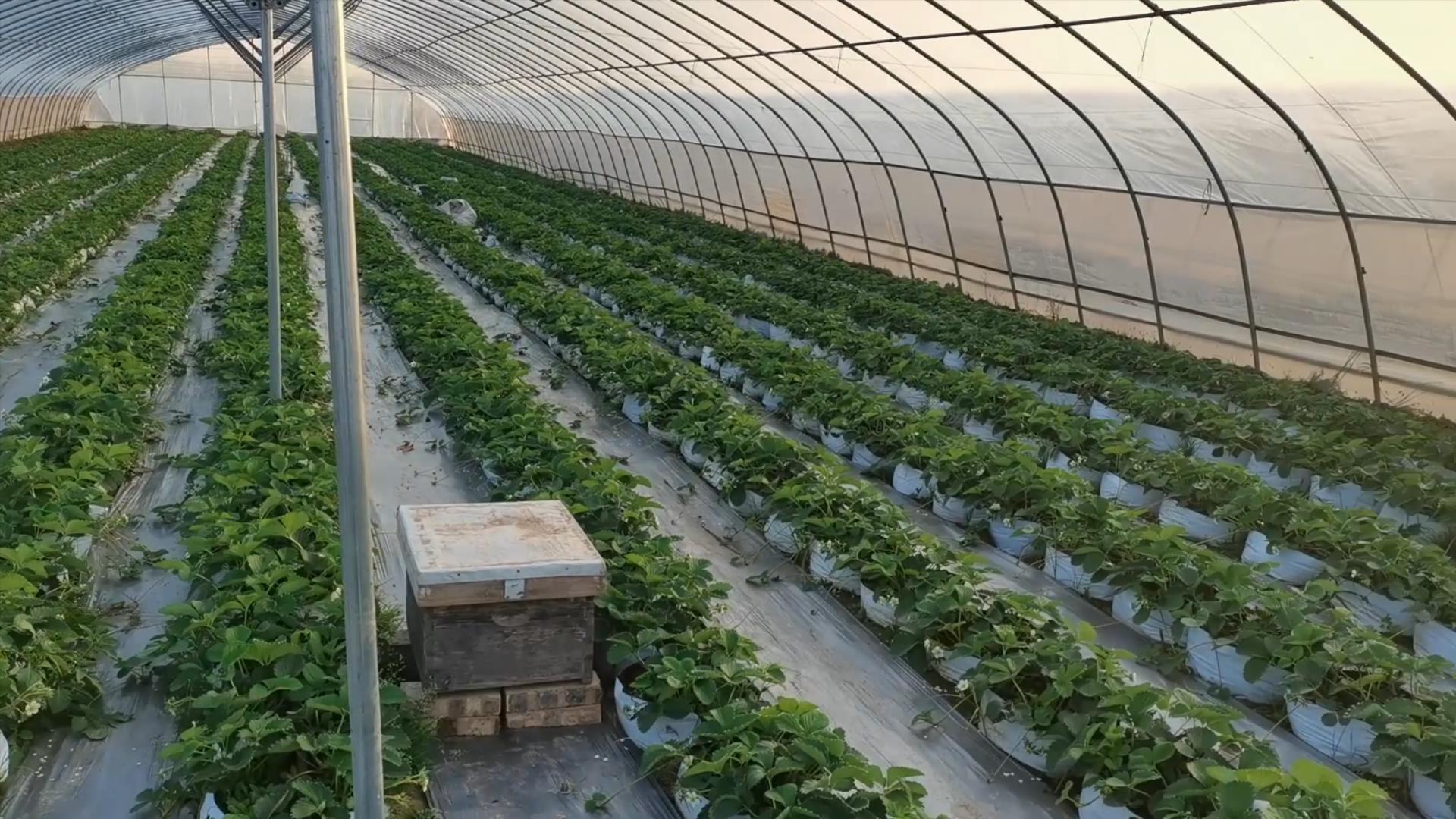 几月份种草莓苗最合适（几月份种草莓最合适）