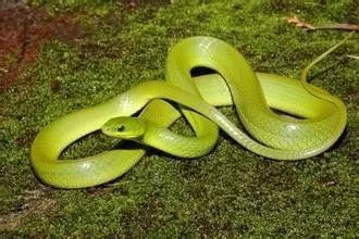 四大仙是什么动物（东北四大仙是什么动物）