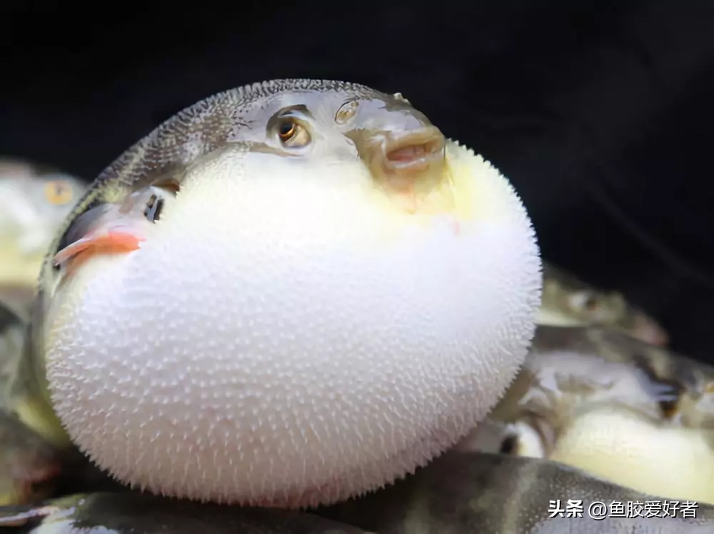 什么鱼的鱼胶最好（吃鱼胶的10大禁忌）