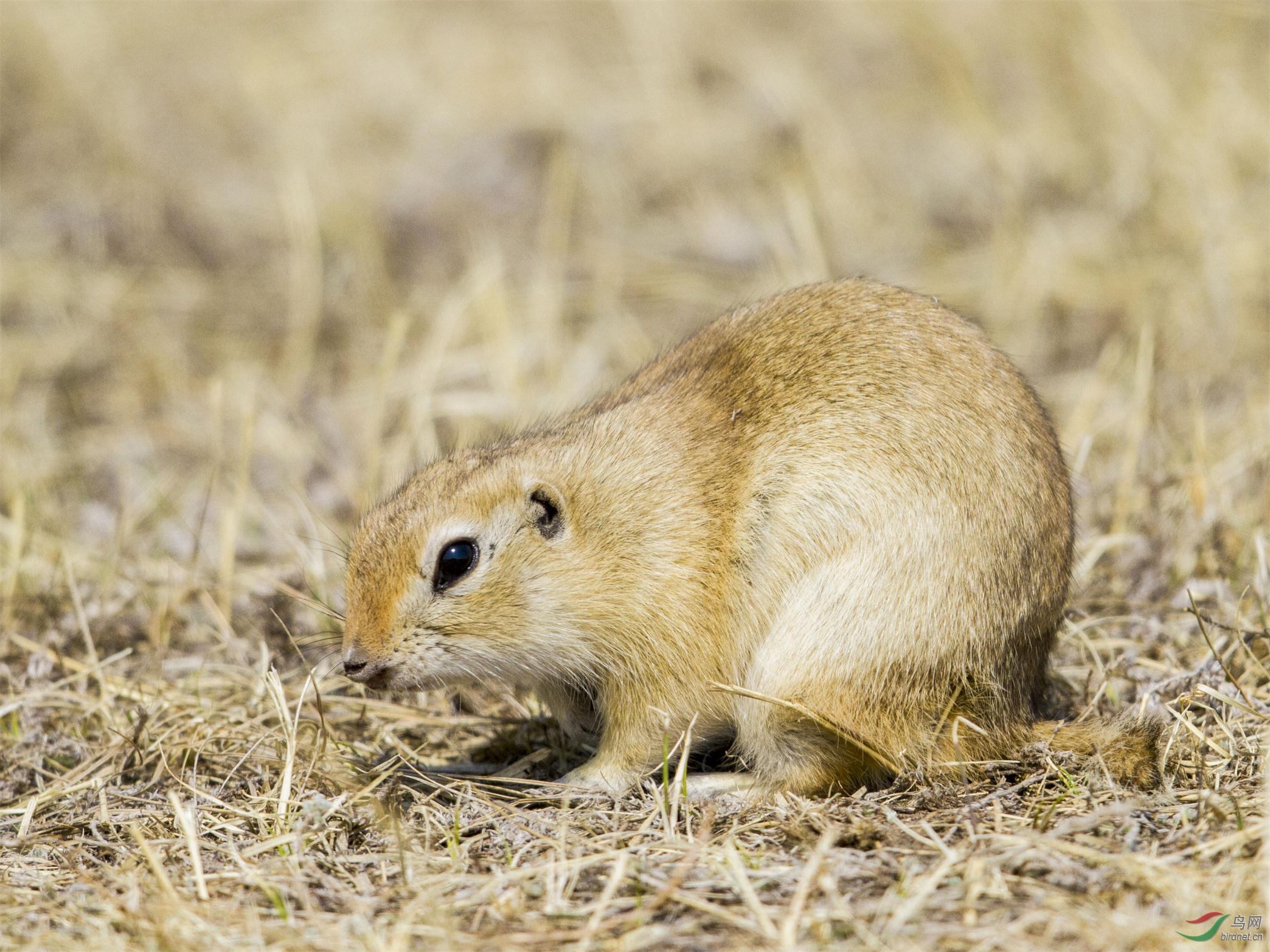 四大仙是什么动物（东北四大仙是什么动物）