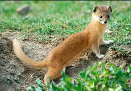 四大仙是什么动物（东北四大仙是什么动物）