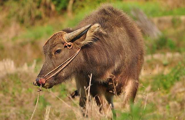 63年属什么生肖（63年属什么生肖配对）