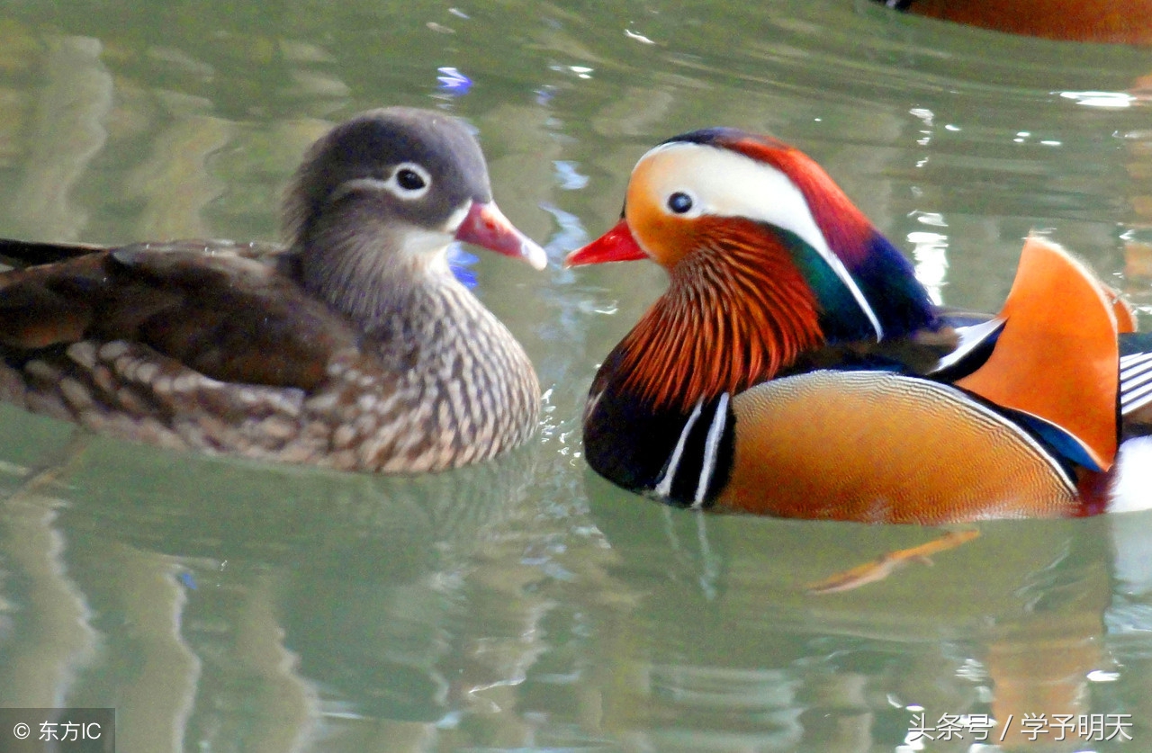 迟日江山丽的意思（迟日江山丽的意思三年级）