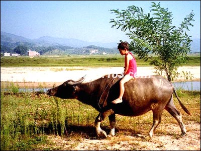 最经典的十首儿歌（3一6岁儿歌100首）