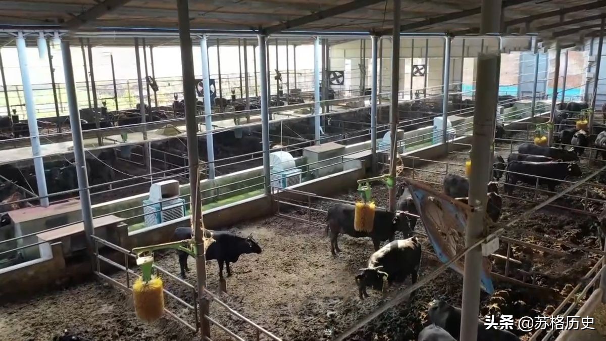 玉米压片的价格（买小型玉米压片设备多少钱）