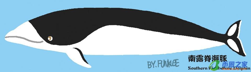 鲸鱼和海豚的区别(鲸鱼和海豚的区别在哪里)插图10 鲸鱼和海豚的区别(鲸鱼和海豚的区别在哪里)
