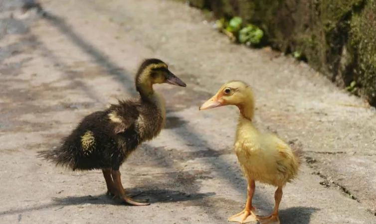 当下最挣钱的小本生意