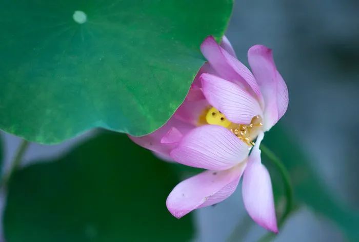 为什么叫端午安康（为啥叫端午安康）