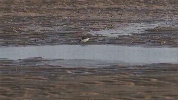 黑色的鸟有哪几种（黑卷尾）