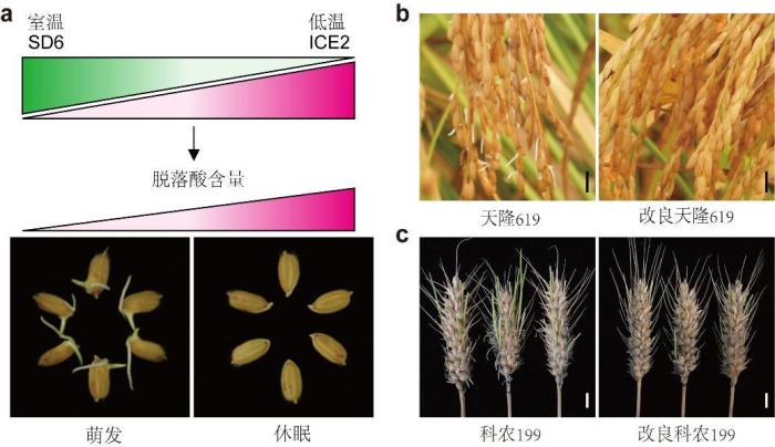 水稻催芽详细方法(水稻催芽方法考试)插图1 水稻催芽详细方法(水稻催芽方法考试)