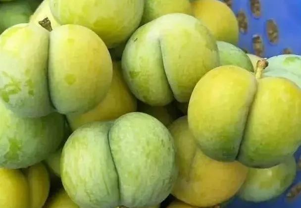 未来10大暴利种植（未来10大暴利种植荒山栽什么树利润高）